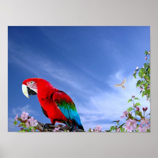Färgfull Tropical Parrot Poster (Framsidan)
