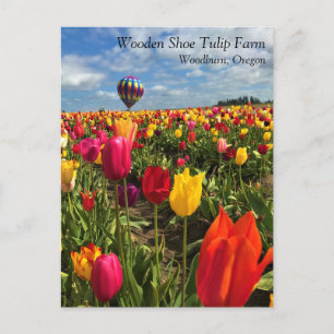 Färgfull Tulip Fält med Blegon-vykort Vykort