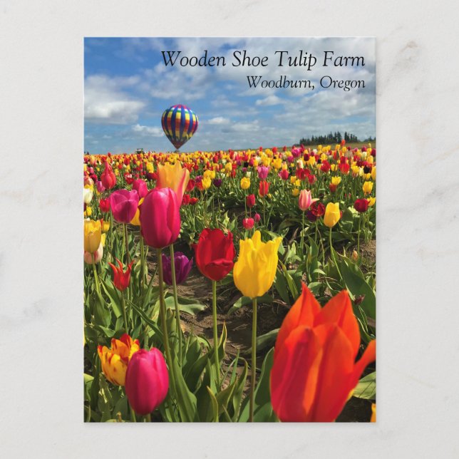 Färgfull Tulip Fält med Blegon-vykort Vykort (Framsida)