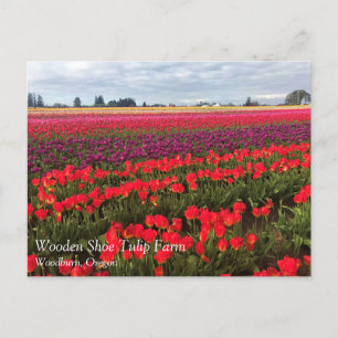 Färgfull Tulip Fält, Woodburn, Oregon Vykort