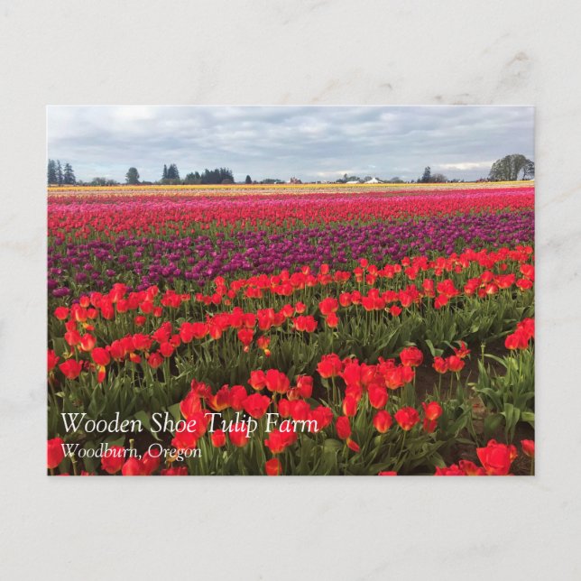 Färgfull Tulip Fält, Woodburn, Oregon Vykort (Framsida)