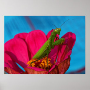 Färgfulla Mantis Poster