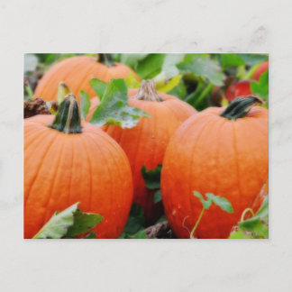 Färgfulla pumpor! vykort