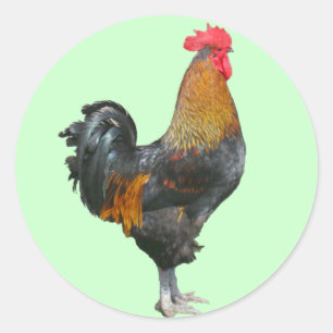 Färgfulla Tupp-stickers Runt Klistermärke