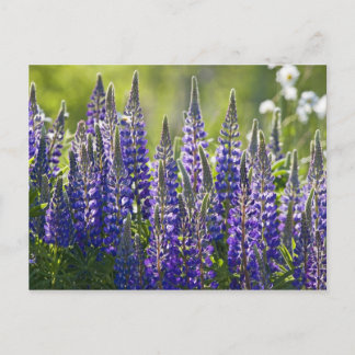 Färgfulla Vår Lupines... Vykort