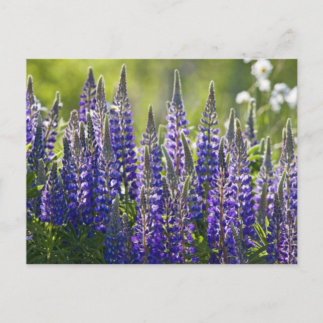 Färgfulla Vår Lupines... Vykort (Framsida)