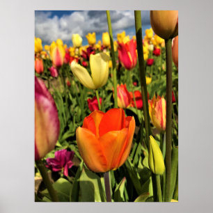 Färgfulla Vår-tulpaner Poster