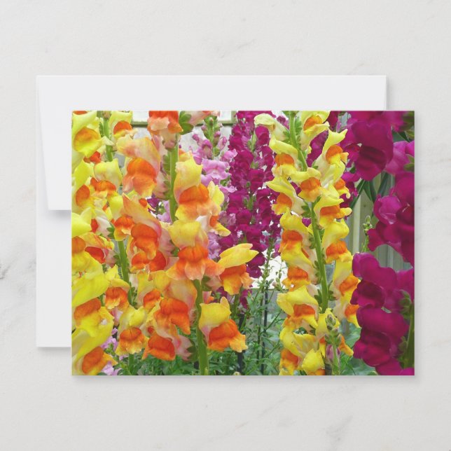 Färgfylld Blommigt för ögonblicksbilder (Framsida)