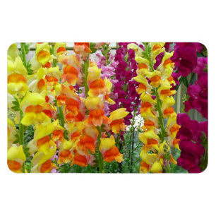 Färgfylld Blommigt för ögonblicksbilder Magnet