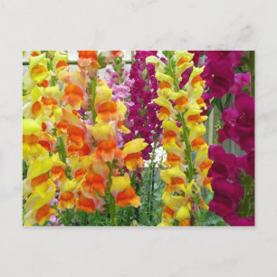 Färgfylld Blommigt för ögonblicksbilder Vykort