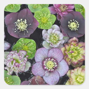Färgfyllda hellebore-blommor fyrkantigt klistermärke