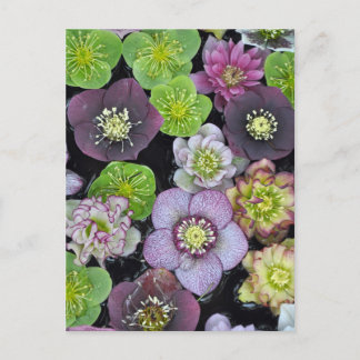 Färgfyllda hellebore-blommor vykort