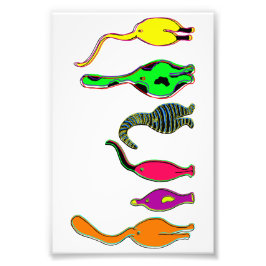 Färgfyllda kattknölar fototryck