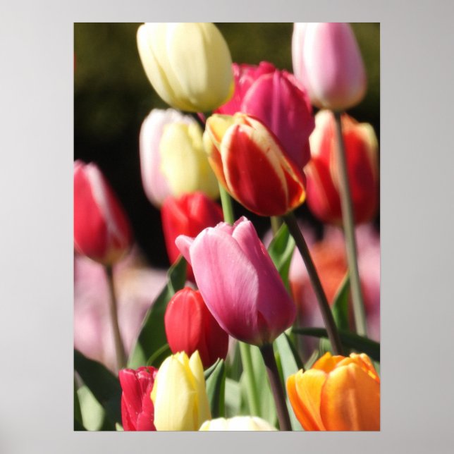 Färgfyllda tulip Garden Poster (Framsidan)