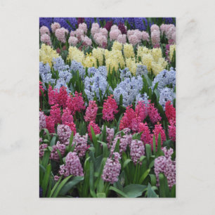 Färgfyllda vår-hyacinater vykort
