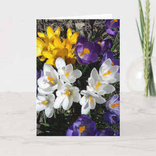 Färgfyllt Crocus Vår blommor-blankkort Kort