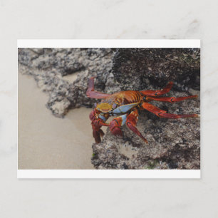 Färgfyllt Galapagos-kort Vykort