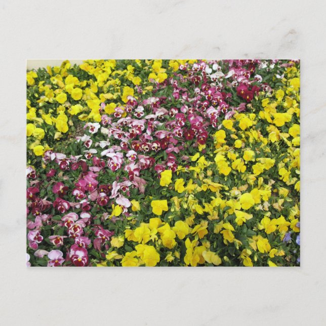 Färgfyllt Garden-vykort Vykort (Framsida)