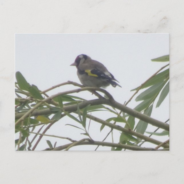 Färgfyllt Goldfinch DIY-vykort Vykort (Framsida)