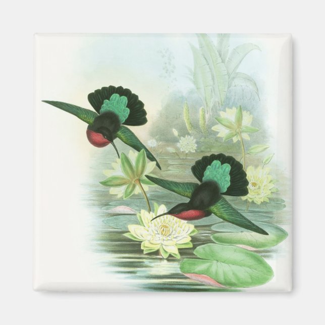 Färgfyllt gould Hummingbird Square Magnet (Framsidan)