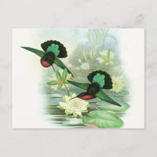 Färgfyllt gould Hummingbird Waterlilies-vykort Vykort