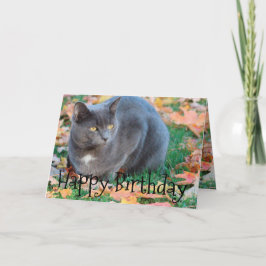 Färgfyllt kattkort kort
