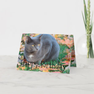 Färgfyllt kattkort kort