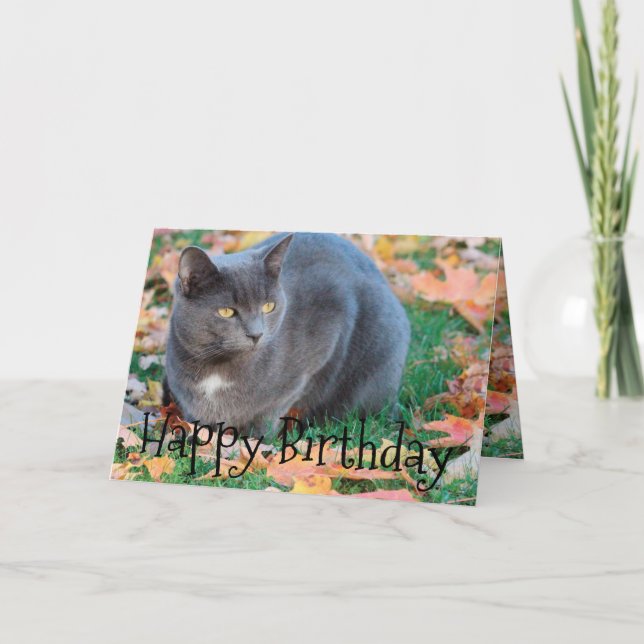 Färgfyllt kattkort kort (Framsida)