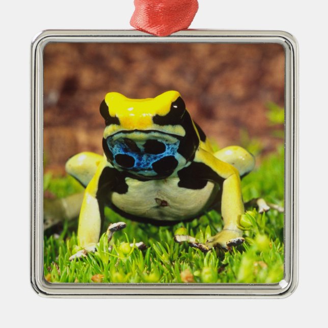 Färggiftgroda, Dendrobates tinctorius, Julgransprydnad Metall (Framsidan)