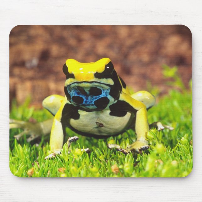Färggiftgroda, Dendrobates tinctorius, Musmatta (Framsidan)