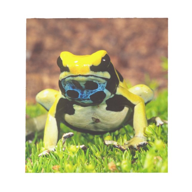Färggiftsgroda, Dendrobates tinctorius, Anteckningsblock (Framsida)