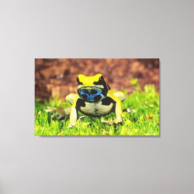 Färggiftsgroda, Dendrobates tinctorius, Canvastryck (Framsida)