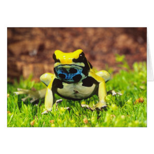 Färggiftsgroda, Dendrobates tinctorius, Hälsningskort