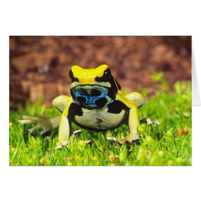 Färggiftsgroda, Dendrobates tinctorius, Hälsningskort (Framsidan Horizontal)
