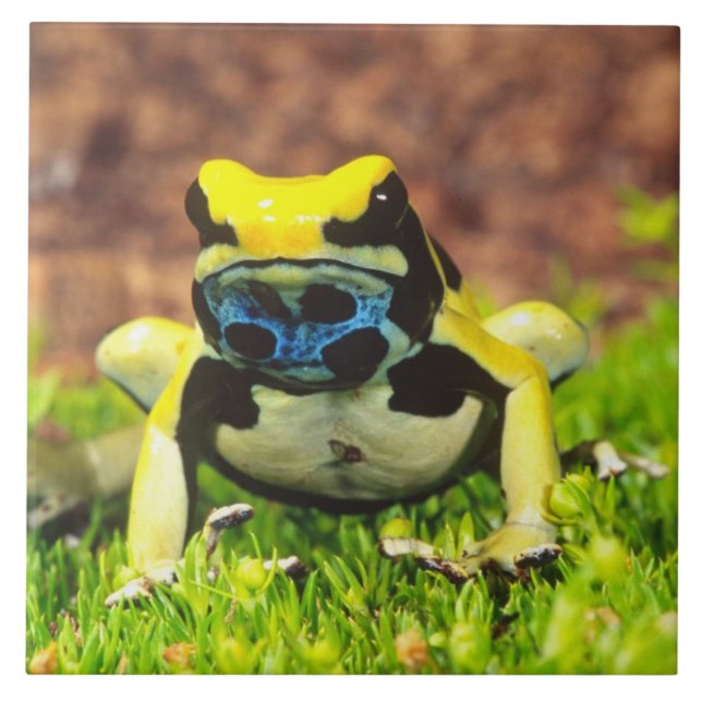 Färggiftsgroda, Dendrobates tinctorius, Kakelplatta (Framsidan)