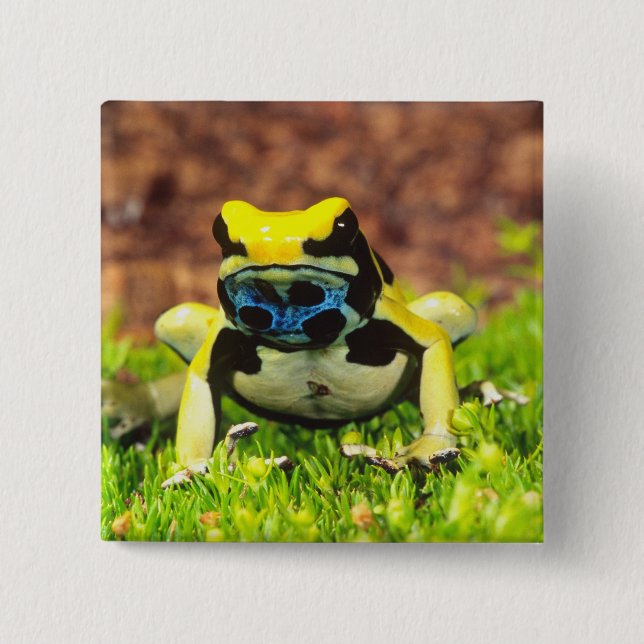 Färggiftsgroda, Dendrobates tinctorius, Knapp (Framsida)