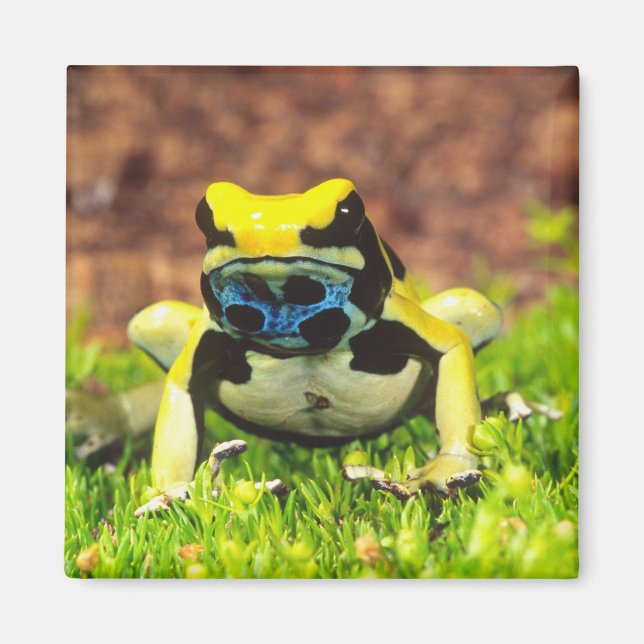 Färggiftsgroda, Dendrobates tinctorius, Magnet (Framsidan)
