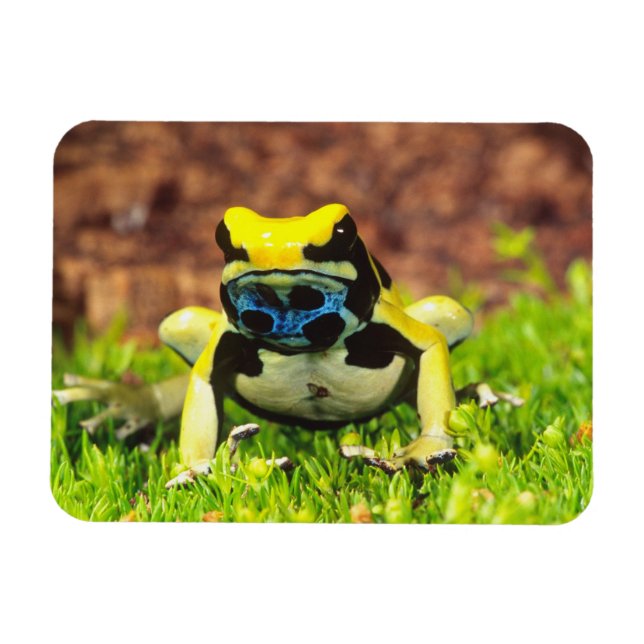 Färggiftsgroda, Dendrobates tinctorius, Magnet (Horisontell)