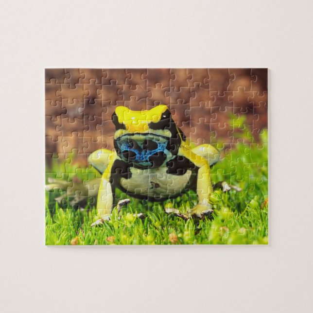 Färggiftsgroda, Dendrobates tinctorius, Pussel (Horisontell)