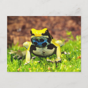 Färggiftsgroda, Dendrobates tinctorius, Vykort