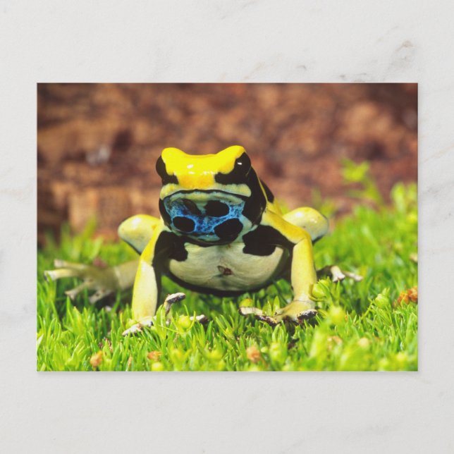 Färggiftsgroda, Dendrobates tinctorius, Vykort (Framsida)