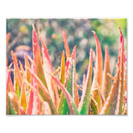 Färggivande Agave Plant Tips | Fotoutskrift Fototryck