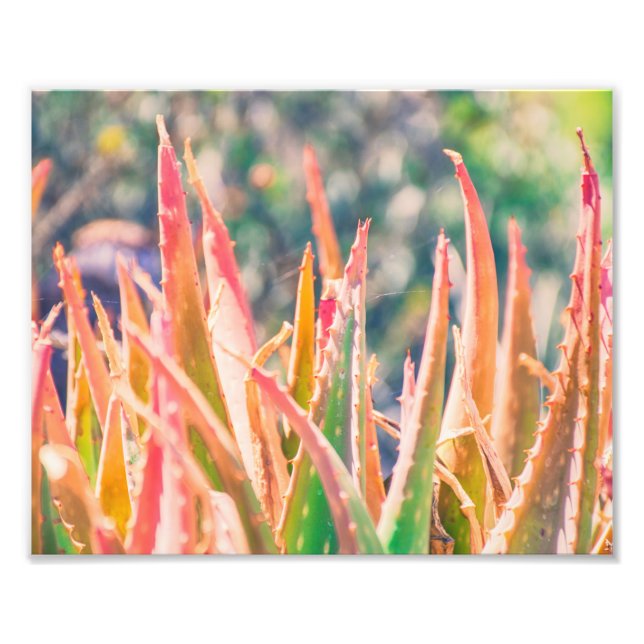 Färggivande Agave Plant Tips | Fotoutskrift Fototryck (Framsidan)