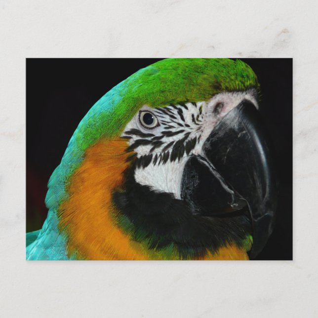 Färgglad Grön Papegoja Vykort (Framsida)