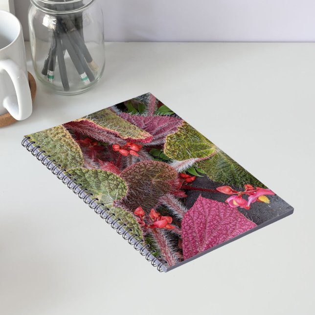 Färgglad Luden Begonia Blomma Anteckningsbok (In Situ)