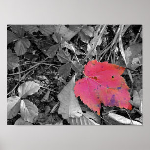 Färgglad röd blad poster