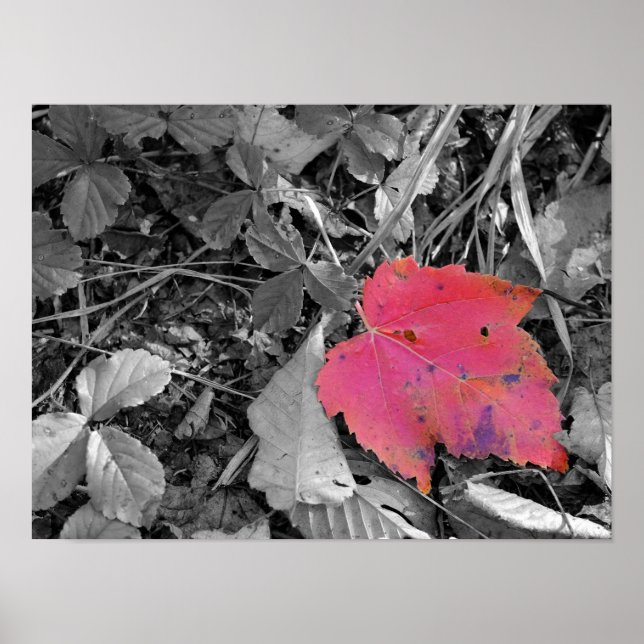 Färgglad röd blad poster (Framsidan)