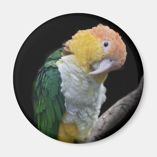 Färgglad Sötnosmagnet Magnet (Framsidan)