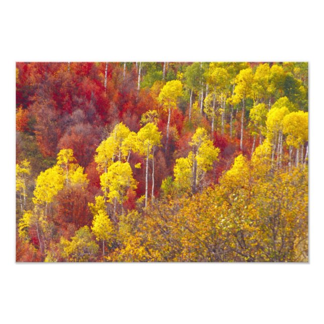 Färgglada asp i Logan Canyon Utah 2 Fototryck (Framsidan)