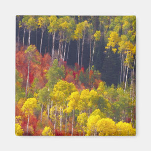 Färgglada asp i Logan Canyon Utah i Magnet
